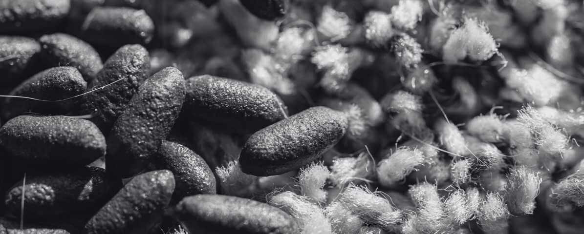 Rat Droppings and Urine in Your Property | Innovative Pest Sdn Bhd Rat Droppings and Urine in Your Property