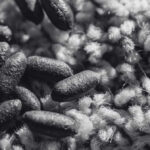 Rat Droppings and Urine in Your Property | Innovative Pest Sdn Bhd Rat Droppings and Urine in Your Property