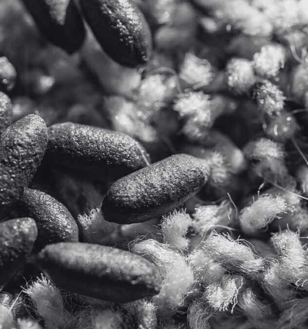 Rat Droppings and Urine in Your Property