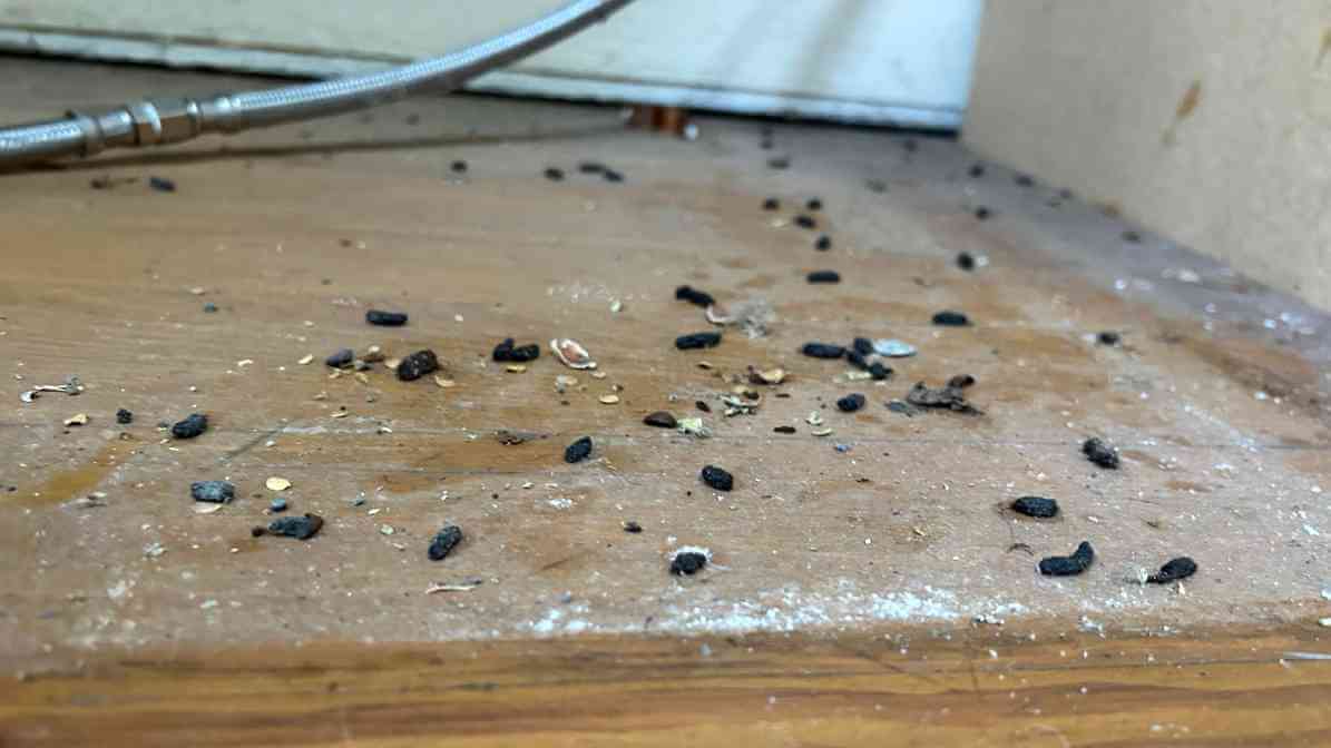 Rat Droppings and Urine in Your Property - Norway Rat | Innovative Pest Sdn Bhd Rat Droppings and Urine in Your Property - Norway Rat