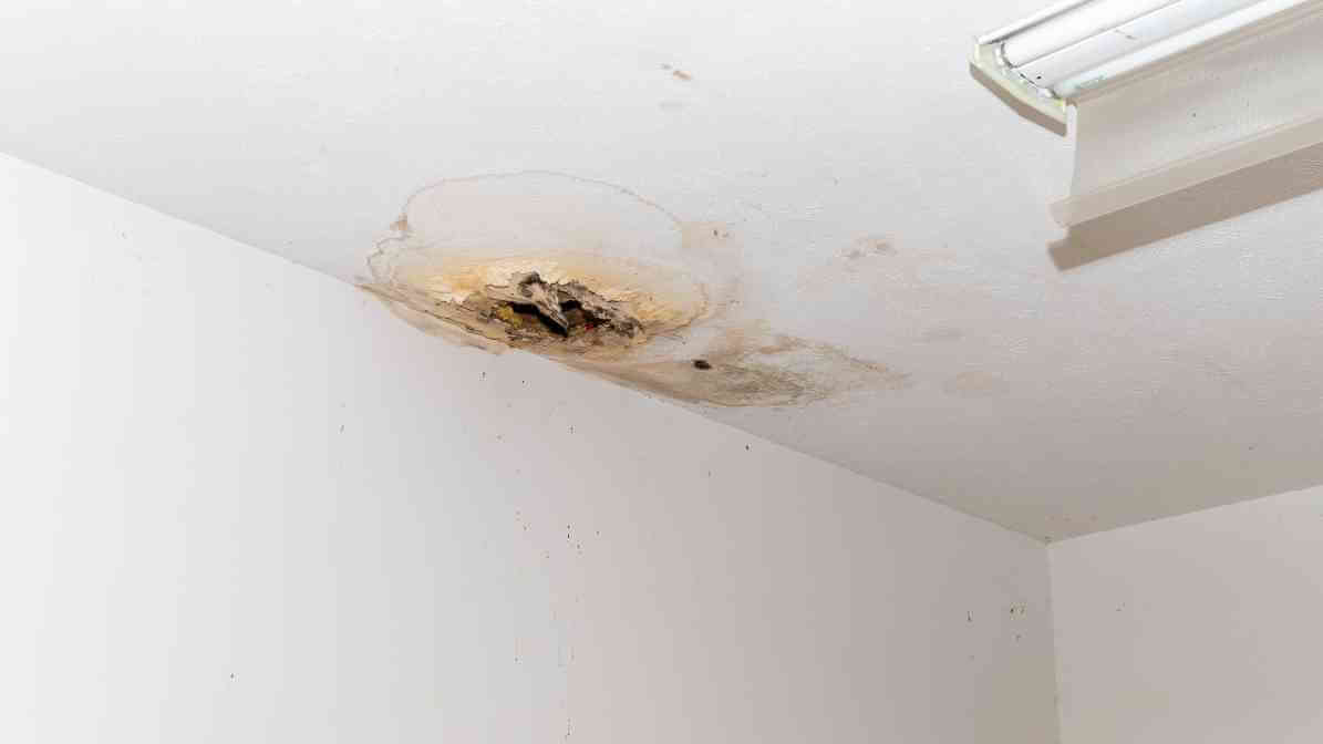 Rat Droppings and Urine in Your Property - Roof Rat Urine and Nest | Innovative Pest Sdn Bhd