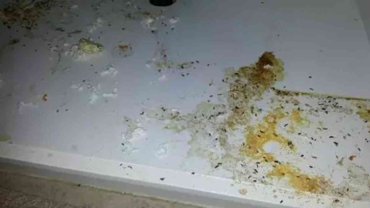 Rat Droppings and Urine in Your Property - Rat Urine | Innovative Pest Sdn Bhd Rat Droppings and Urine in Your Property - Rat Urine