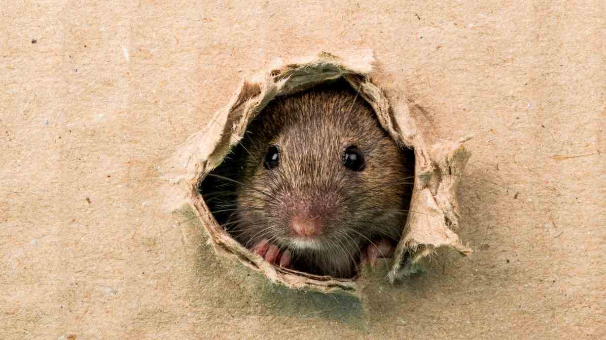 Rat Trap and Proofing Solution - Declutter | Innovative Pest Sdn Bhd Rat Trap and Proofing Solution - Declutter