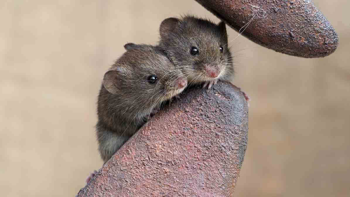 Rats vs Mice - House Mice