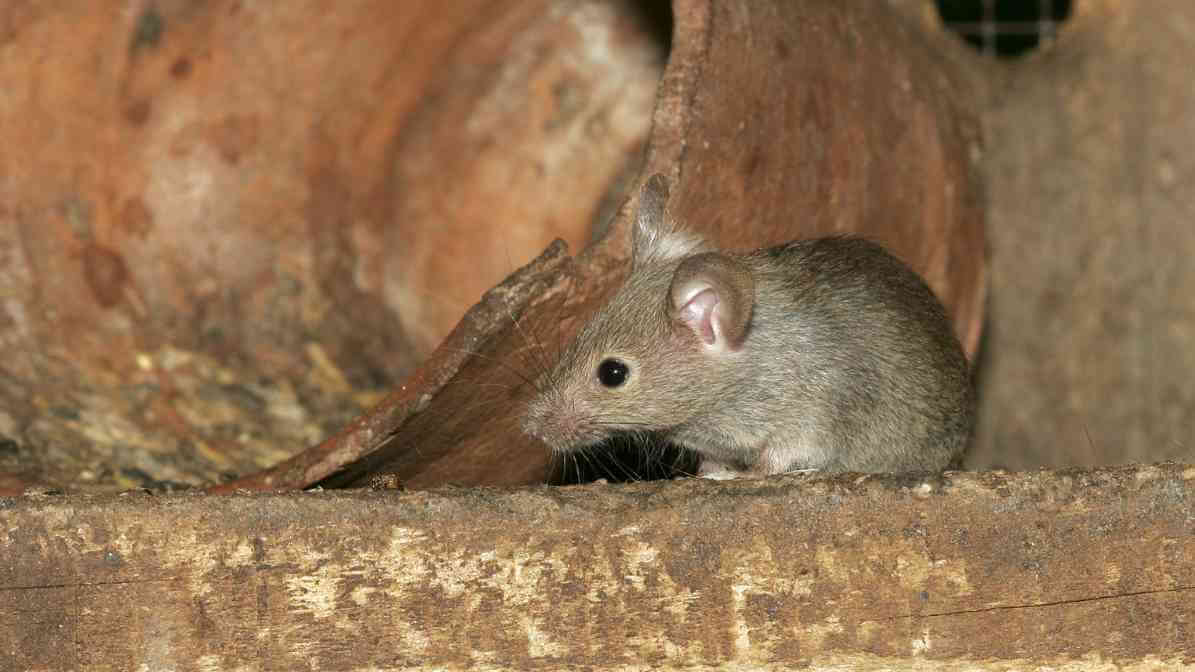 Rats vs Mice - House Mouse Habitat
