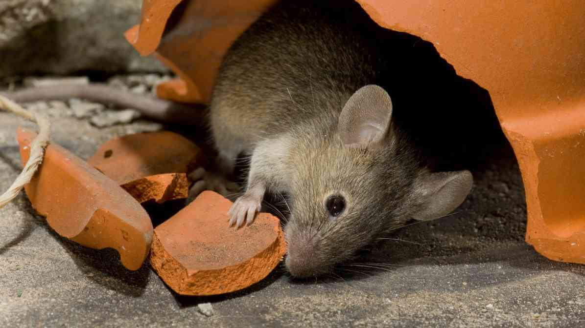 Rats vs Mice - House Mouse