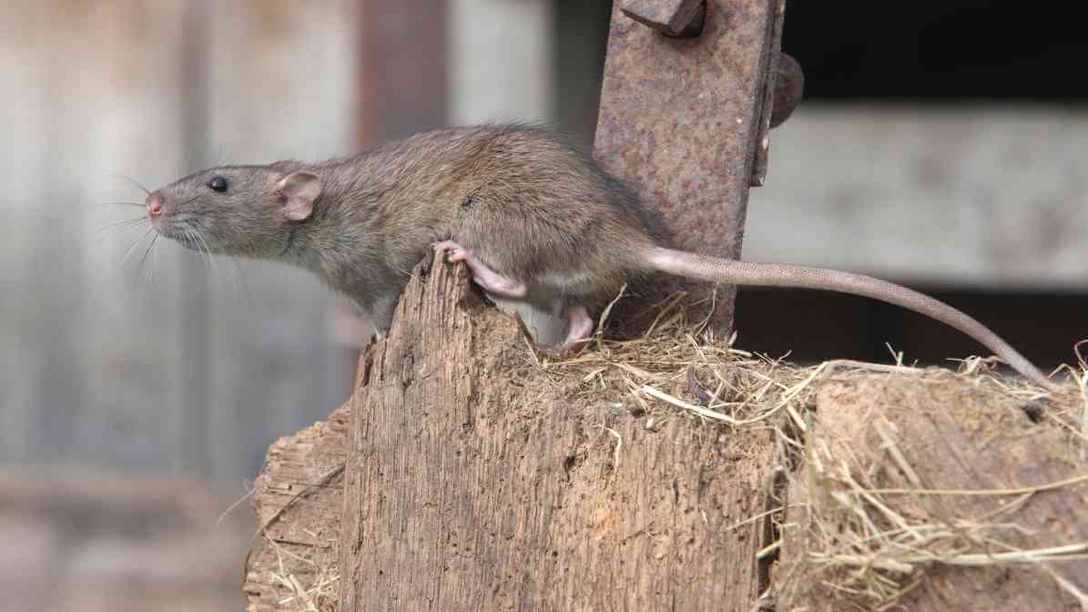 Rats vs Mice - Rat Climbing Abilities