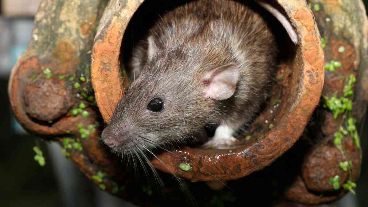 Rats vs Mice - Rats Habitat