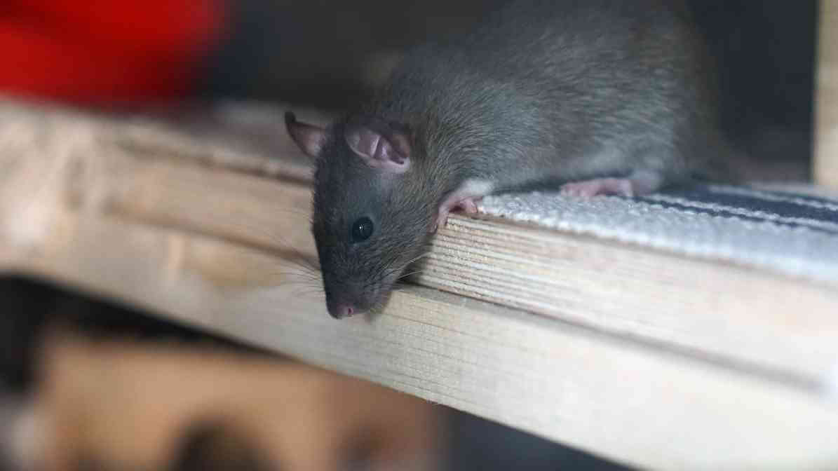 Rats vs Mice - Roof Rat