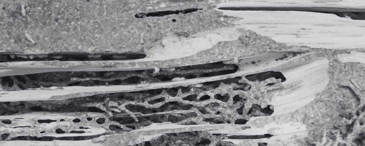 Targeting Termite Queen to Kill Termite Colony | Innovative Pest Sdn Bhd Targeting Termite Queen to Kill Termite Colony