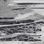 Targeting Termite Queen to Kill Termite Colony | Innovative Pest Sdn Bhd Targeting Termite Queen to Kill Termite Colony