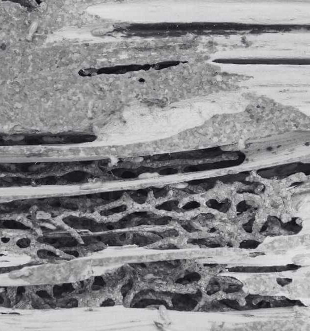 Targeting Termite Queen to Kill Termite Colony