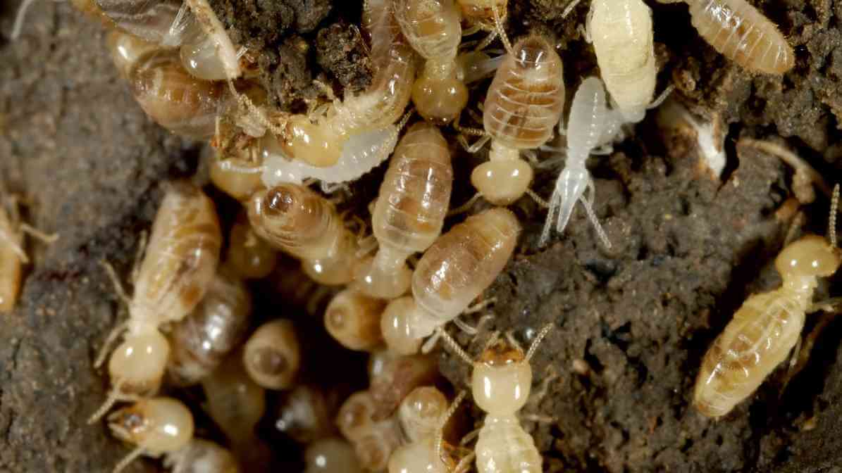 Effective Termite Control in Malaysia