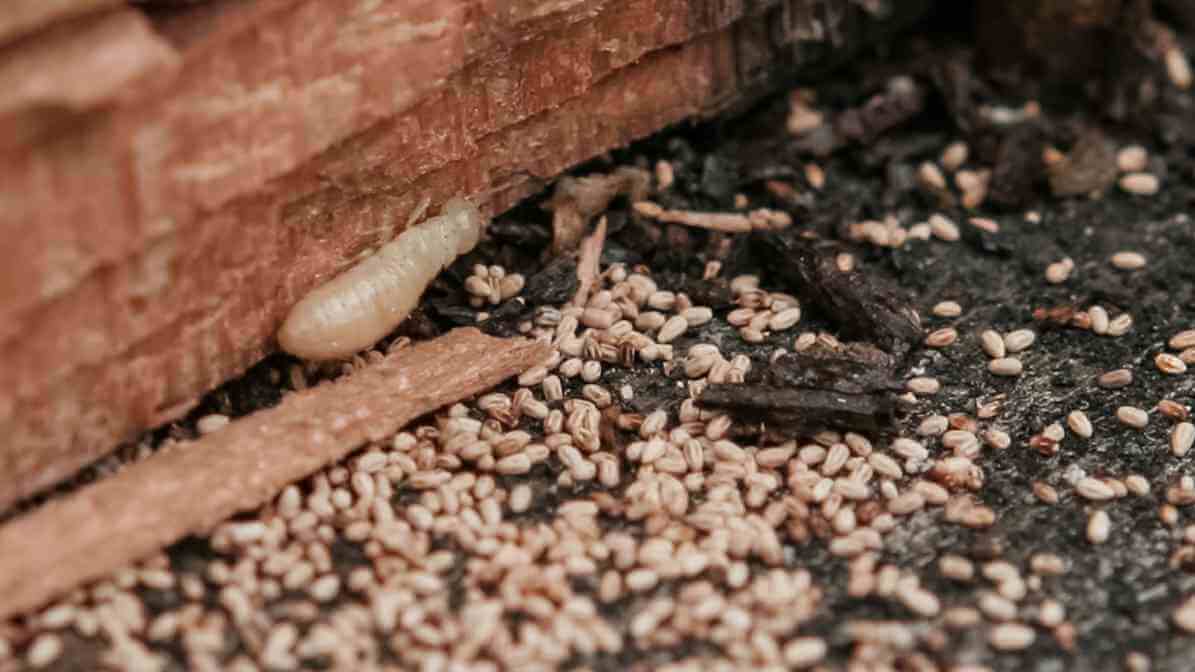 Termite Swarmers Are Flying Termites Dangerous - Drywood Termite
