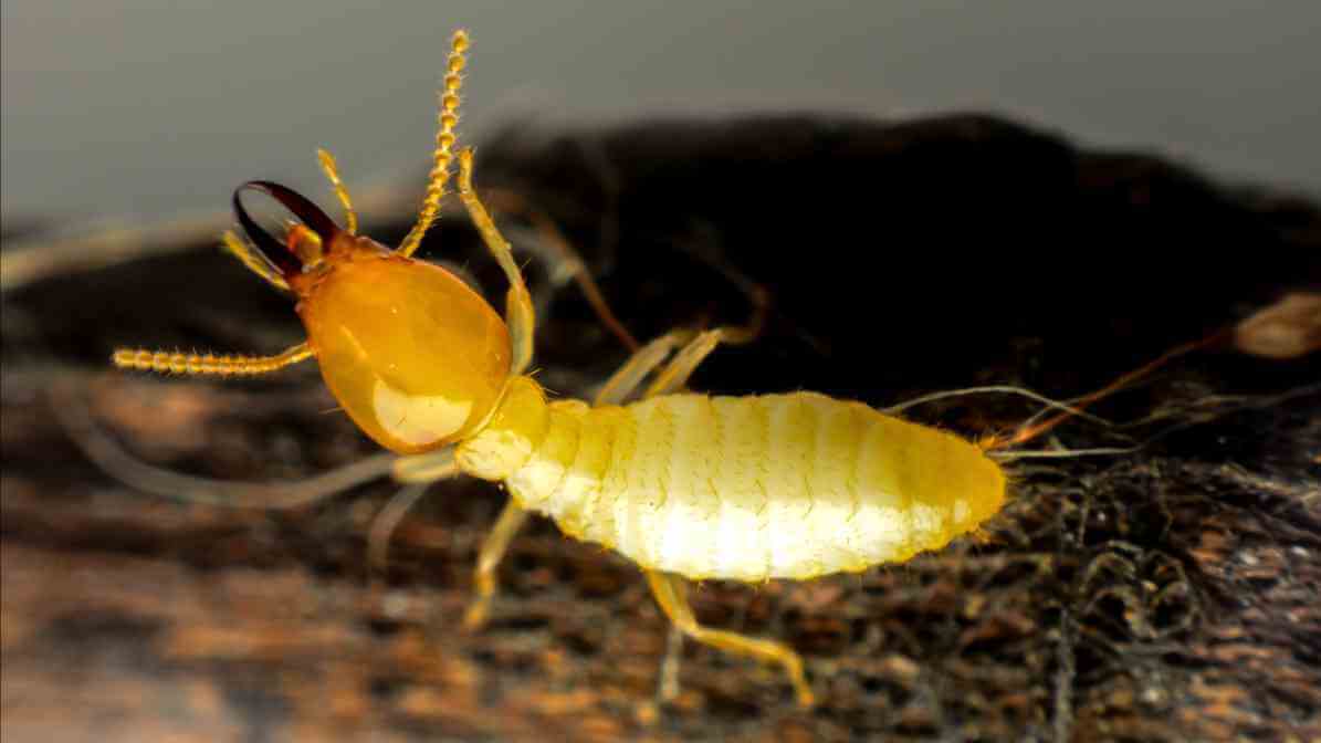 Termite Swarmers Are Flying Termites Dangerous - Subterranean termite