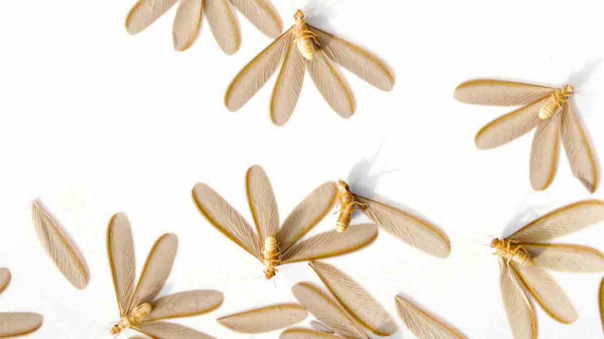 Termite Swarmers in Malaysia