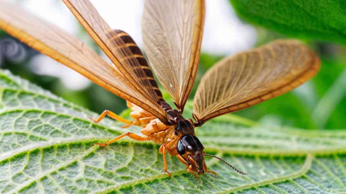 Termites with Wings
