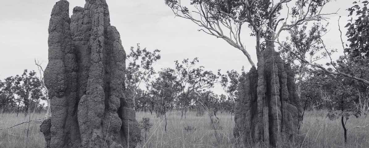 The Common Types of Termites Species in Malaysia | Innovative Pest Sdn Bhd The Common Types of Termites Species in Malaysia