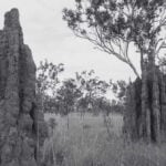 The Common Types of Termites Species in Malaysia | Innovative Pest Sdn Bhd The Common Types of Termites Species in Malaysia