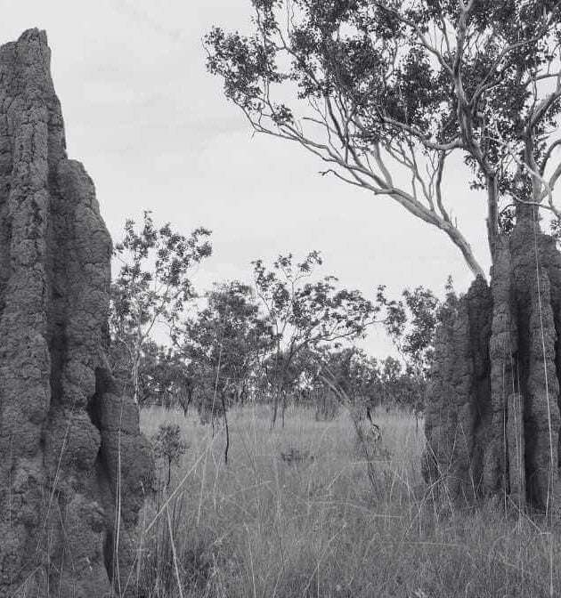The Common Types of Termites Species in Malaysia