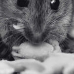 The Rising Concern of Rat Poison Incidents Among Children