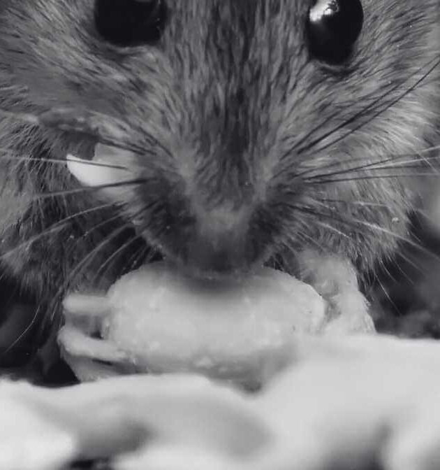 The Rising Concern of Rat Poison Incidents Among Children