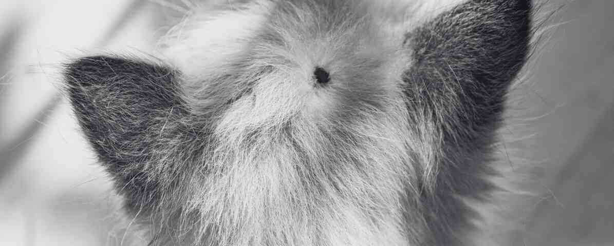 Tick Bite and Tick Borne Diseases