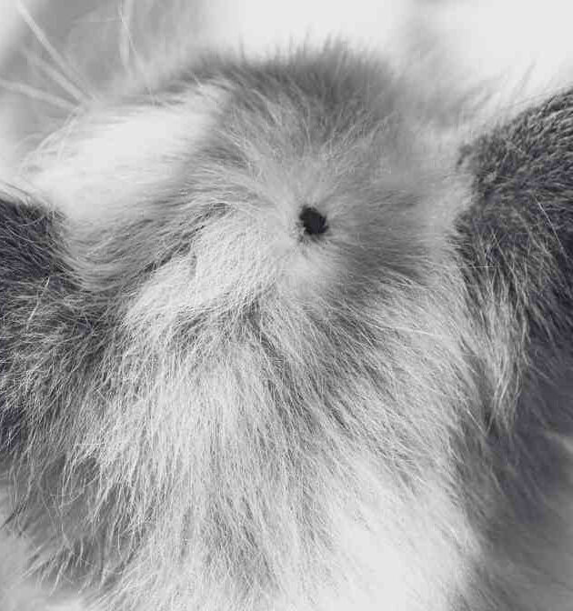 Tick Bite and Tick Borne Diseases