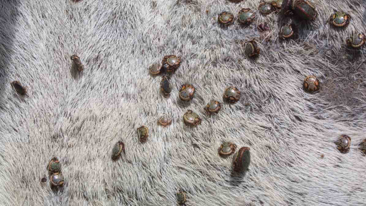 Tick Bite and Tick Borne Diseases in Malaysia - Adults