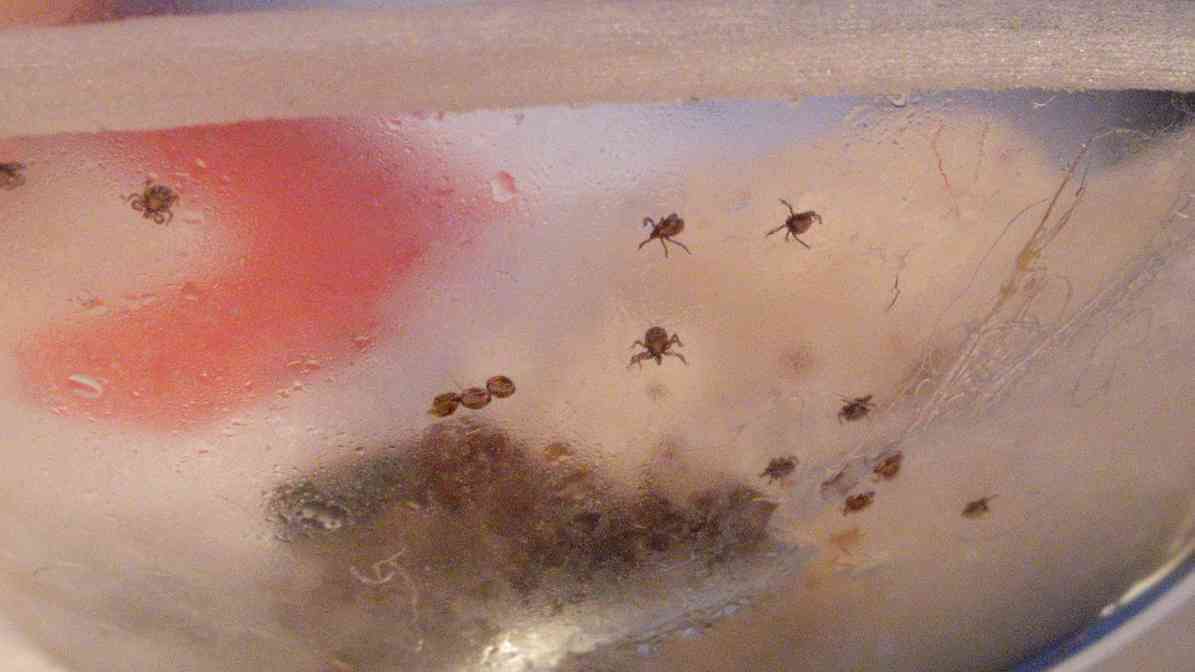 Tick Bite and Tick Borne Diseases in Malaysia - Larvae