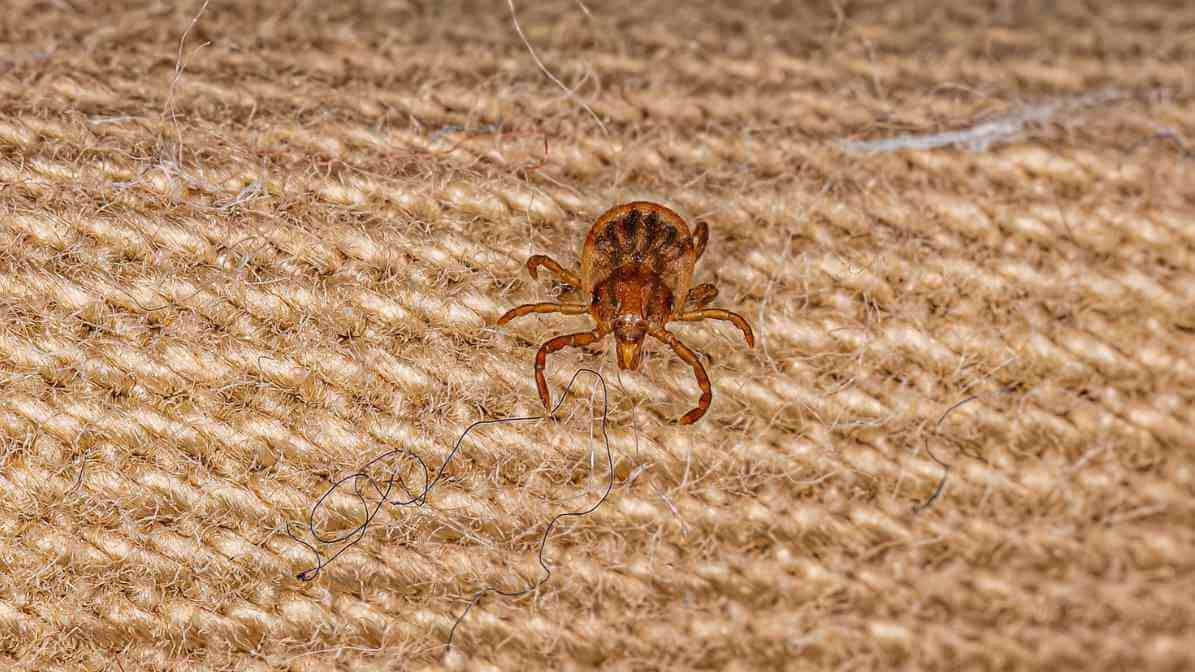 Tick Bite and Tick Borne Diseases in Malaysia - Nymph