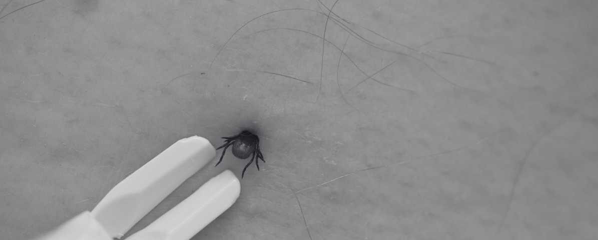 Tick Borne Diseases You Must Know