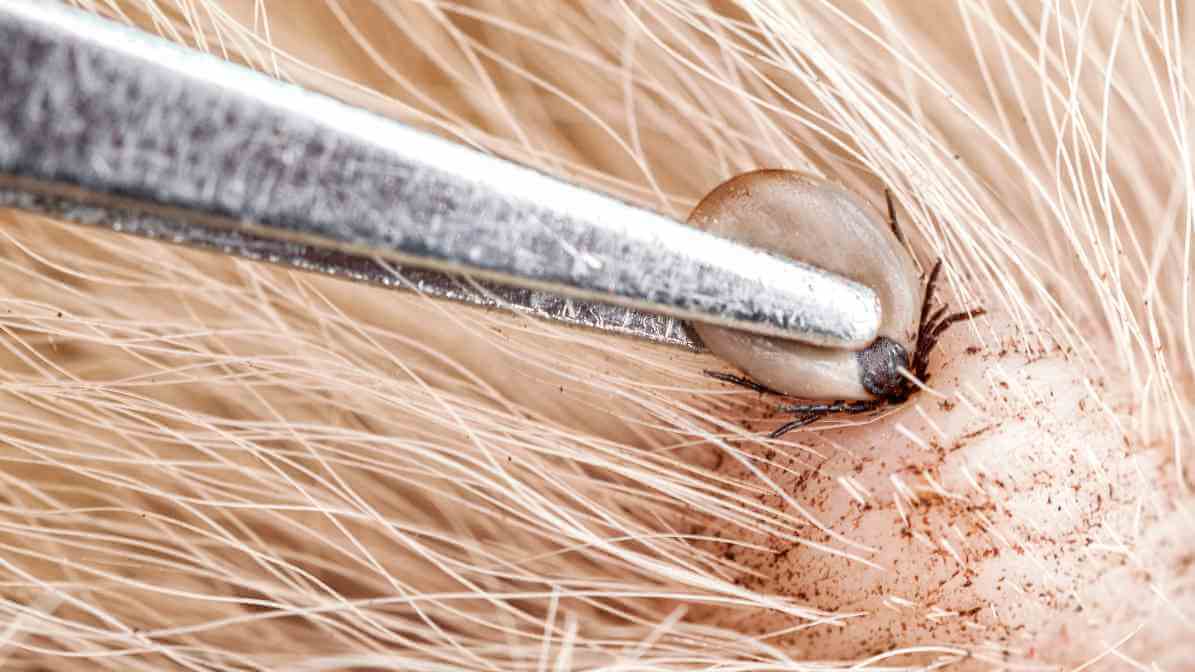 Tick Borne Diseases You Must Know - Use Tweezer
