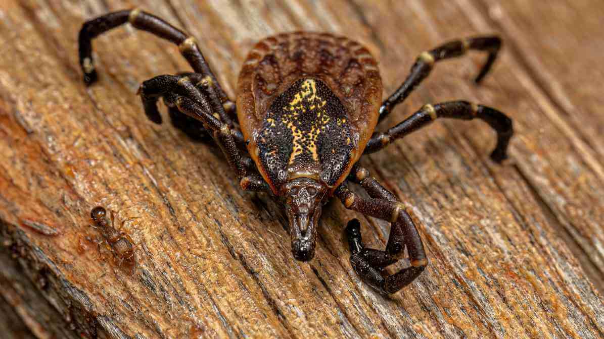 Tropical Bont Tick2 - Effective Flea and Tick Control in Johor Bahru