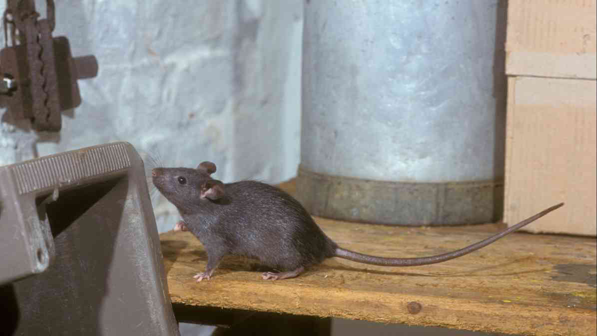 Types of Rat Species - Black Rat (Rattus rattus)