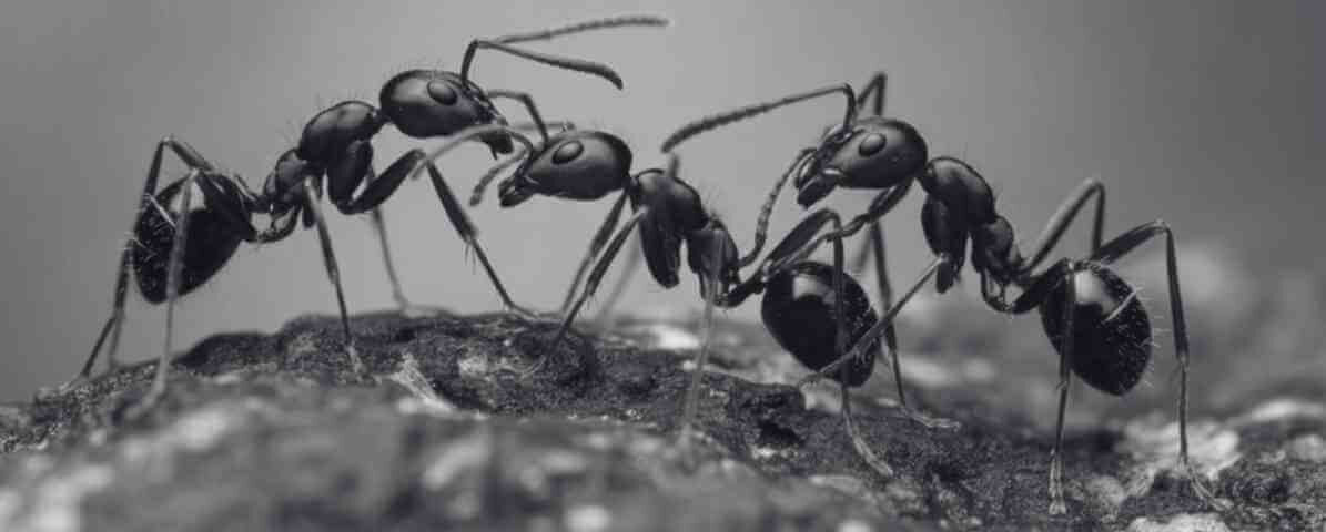 Common Type of Ants in Malaysia