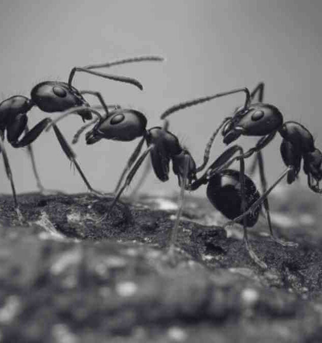 Common Type of Ants in Malaysia