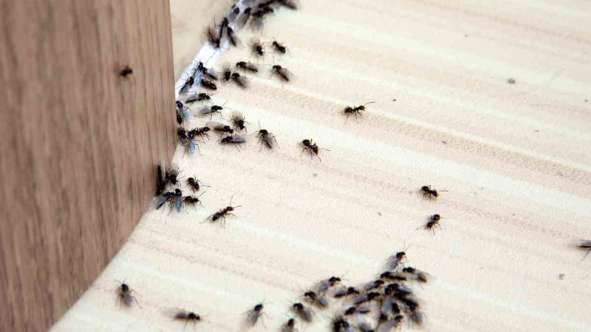 Common Type of Ants in Malaysia - Odorous House Ants