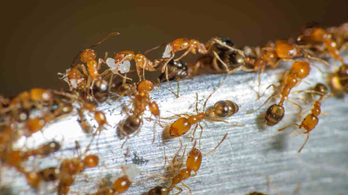 Common Type of Ants in Malaysia - Pharaoh Ants