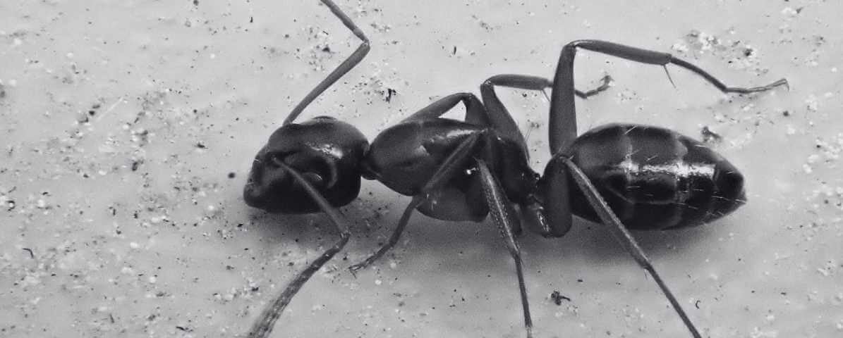 Effective Ways to Control Argentine Ants Species in Malaysia