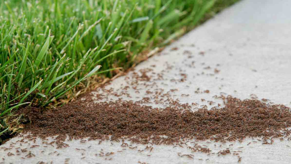 Effective Ways to Control Argentine Ants Species in Malaysia - Rapid Reproduction