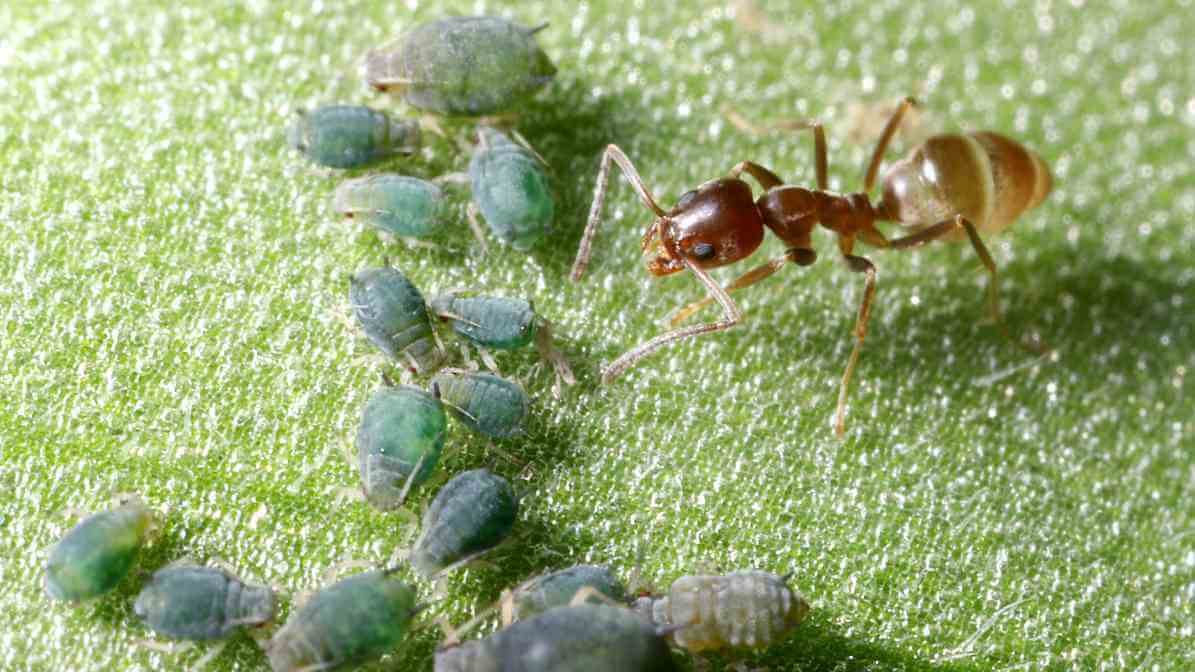 Effective Ways to Control Argentine Ants Species in Malaysia - Sighting