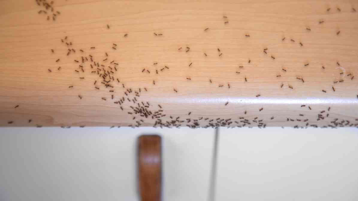 Effective Ways to Control Argentine Ants Species in Malaysia - Sink