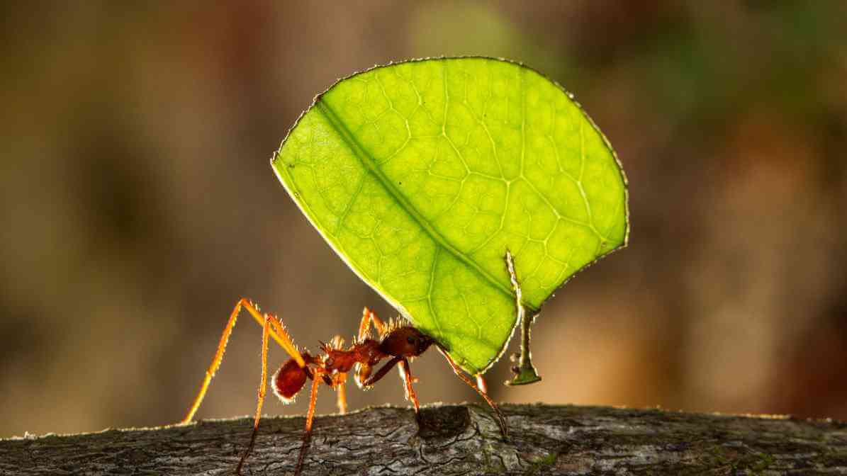 Facts About Ants and How Group of Ants Invade Properties - Different Species, Different Behaviour | Innovative Pest Sdn Bhd Facts About Ants and How Group of Ants Invade Properties - Different Species, Different Behaviour