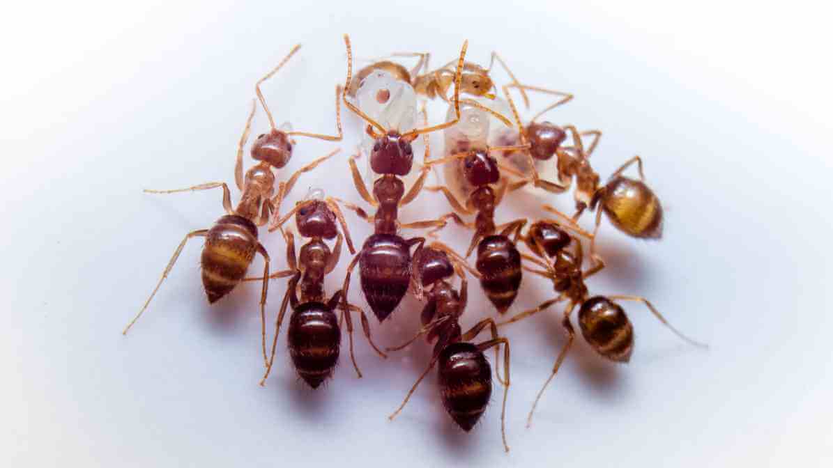 Facts About Ants and How Group of Ants Invade Properties - Food Source | Innovative Pest Sdn Bhd Facts About Ants and How Group of Ants Invade Properties - Food Source
