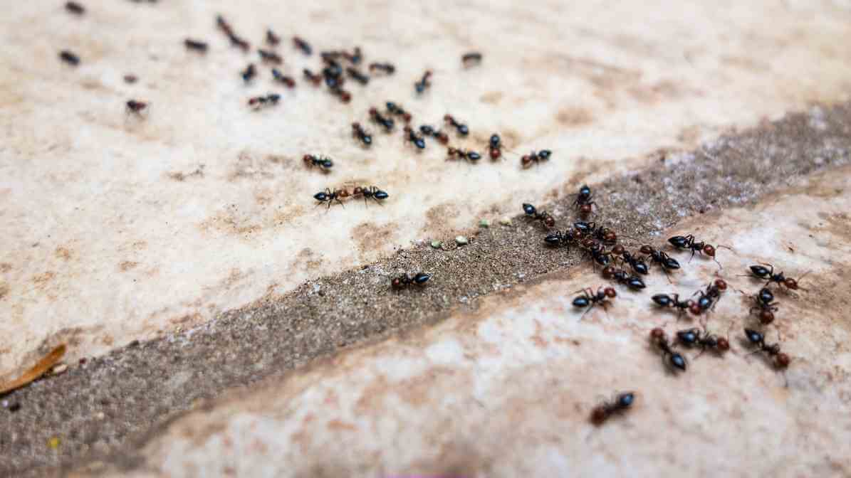 Facts About Ants and How Group of Ants Invade Properties - Scent Trail | Innovative Pest Sdn Bhd Facts About Ants and How Group of Ants Invade Properties - Scent Trail