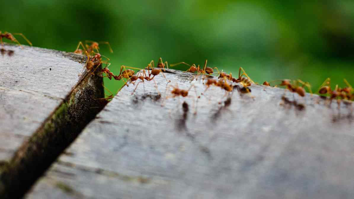 Facts About Ants and How Group of Ants in House Properties | Innovative Pest Sdn Bhd Facts About Ants and How Group of Ants in House Properties