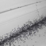 Fun Facts About Ants and Why Group of Ants Invade Properties