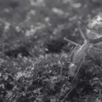 How to Kill Yellow Crazy Ant Using Powerful Ant Bait