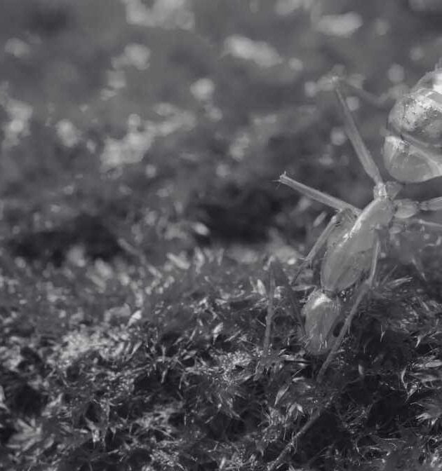 How to Kill Yellow Crazy Ant Using Powerful Ant Bait